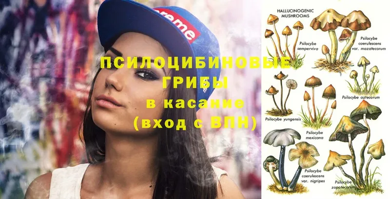 наркота  Асбест  mega как войти  Галлюциногенные грибы Psilocybe 